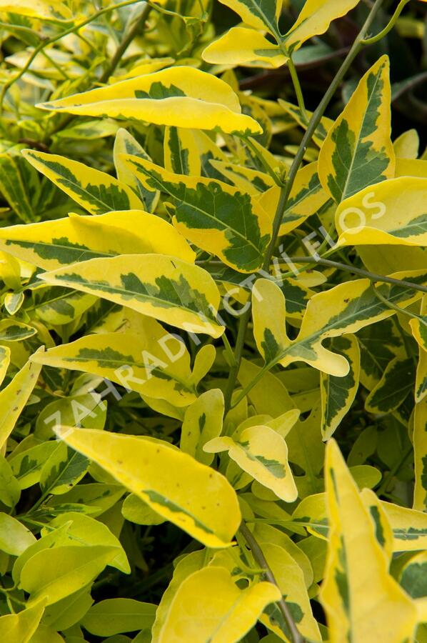 Lilek jasmínovitý 'Variegata' - Solanum jasminoides 'Variegata'