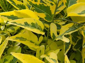 Lilek jasmínovitý 'Variegata' - Solanum jasminoides 'Variegata'