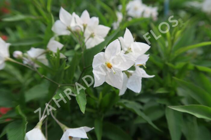 Lilek jasmínovitý 'Early White' - Solanum jasminoides 'Early White'