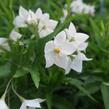 Lilek jasmínovitý 'Early White' - Solanum jasminoides 'Early White'