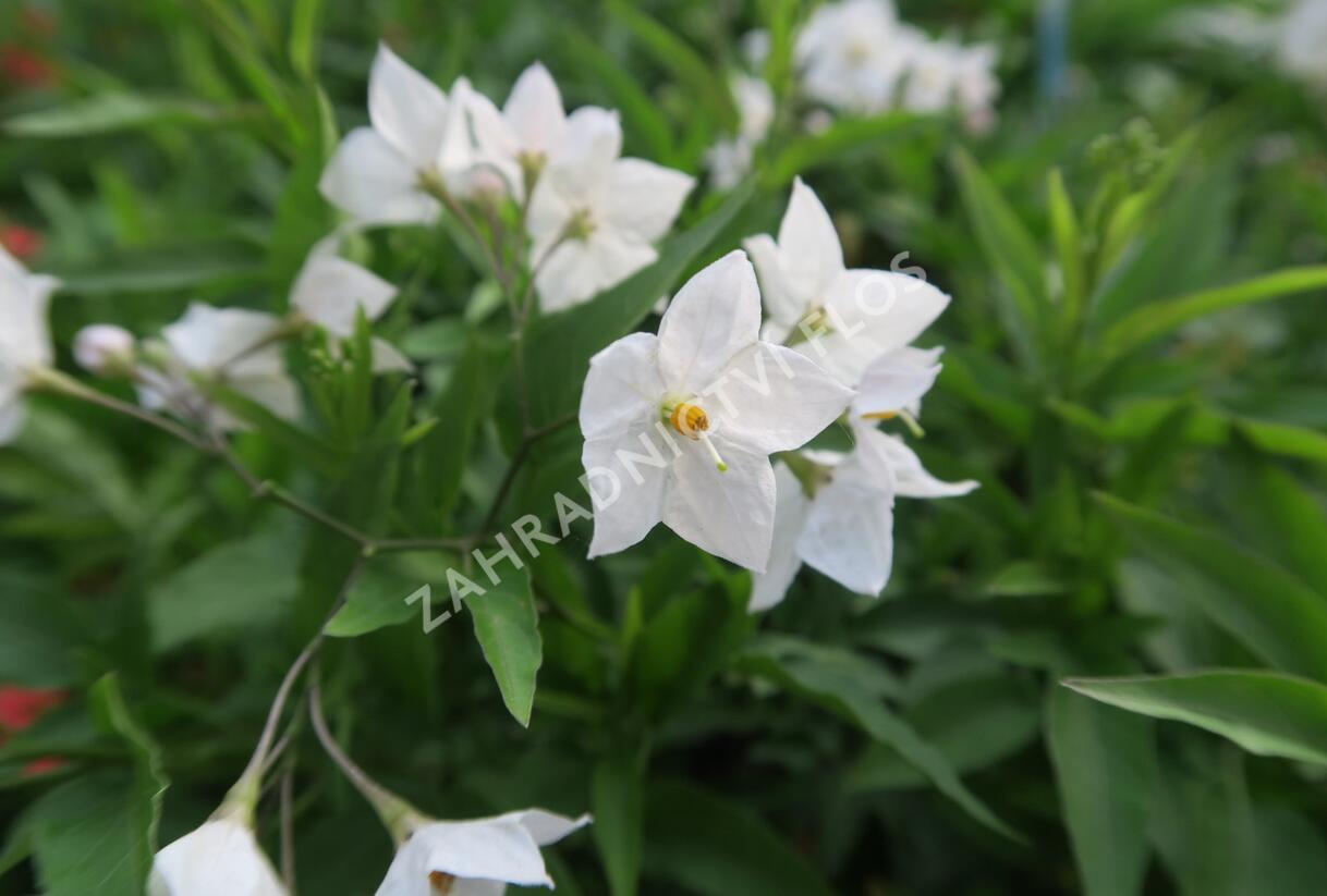 Lilek jasmínovitý 'Early White' - Solanum jasminoides 'Early White'