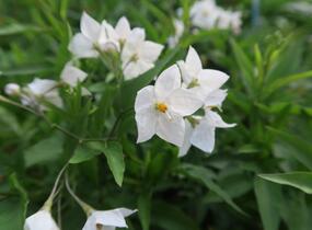 Lilek jasmínovitý 'Early White' - Solanum jasminoides 'Early White'