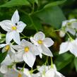 Lilek jasmínovitý 'Early White' - Solanum jasminoides 'Early White'