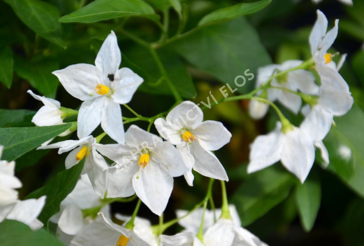 Lilek jasmínovitý 'Early White' - Solanum jasminoides 'Early White'