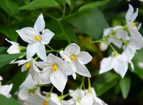 Lilek jasmínovitý 'Early White' - Solanum jasminoides 'Early White'