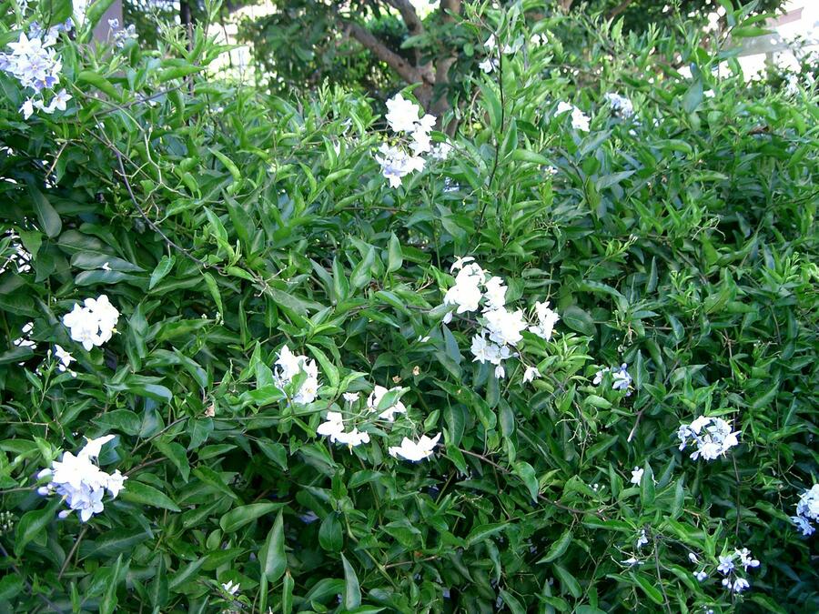 Lilek jasmínovitý 'Early White' - Solanum jasminoides 'Early White'