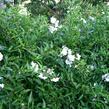 Lilek jasmínovitý 'Early White' - Solanum jasminoides 'Early White'