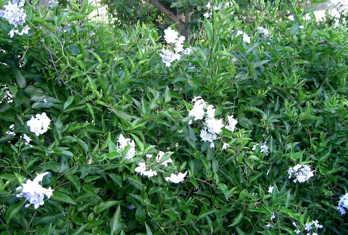 Lilek jasmínovitý 'Early White' - Solanum jasminoides 'Early White'