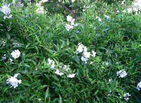 Lilek jasmínovitý 'Early White' - Solanum jasminoides 'Early White'