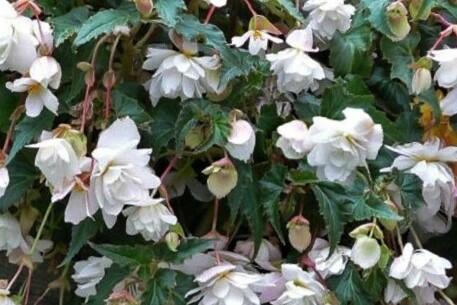Begónie hlíznatá 'Illumination White' - Begonia tuberhybrida 'Illumination White'