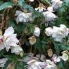 begónie hlíznatá Illumination White - Begonia × tuberhybrida Illumination White