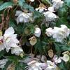 begnie hlznat Illumination White - Begonia  tuberhybrida Illumination White