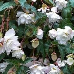 Begónie hlíznatá 'Illumination White' - Begonia tuberhybrida 'Illumination White'