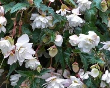 Begónie hlíznatá 'Illumination White'