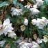 begonie-hliznata-illumination-white.jpg