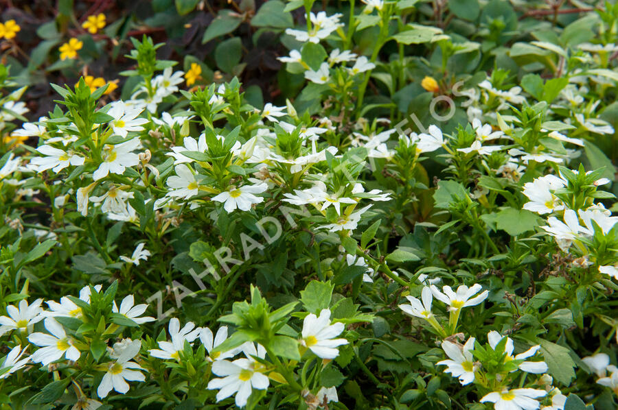 Vějířovka nezlomná 'White' - Scaevola aemula 'White'