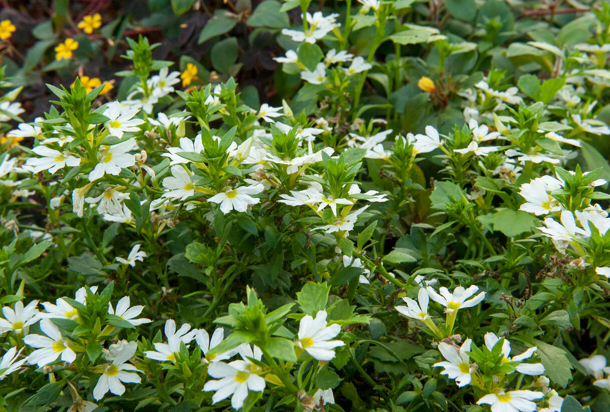 Vějířovka nezlomná 'White' - Scaevola aemula 'White'