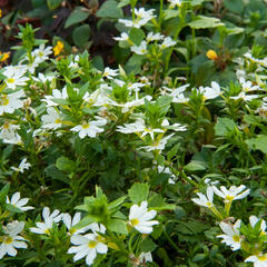 Vějířovka nezlomná 'White' - Scaevola aemula 'White'