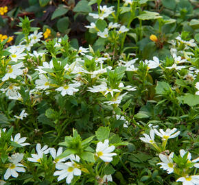 Vějířovka nezlomná 'White' - Scaevola aemula 'White'