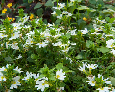 Vějířovka nezlomná 'White'