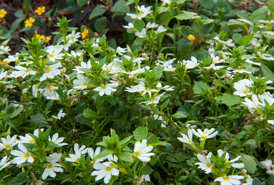 Vějířovka nezlomná 'White' - Scaevola aemula 'White'