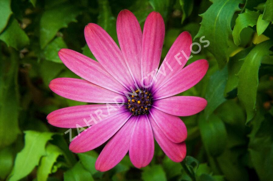 Dvoutvárka 'Serenity Rose Magic' - Osteospermum ecklonis 'Serenity Rose Magic'