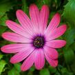 Dvoutvárka 'Serenity Rose Magic' - Osteospermum ecklonis 'Serenity Rose Magic'