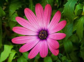 Dvoutvárka 'Serenity Rose Magic' - Osteospermum ecklonis 'Serenity Rose Magic'