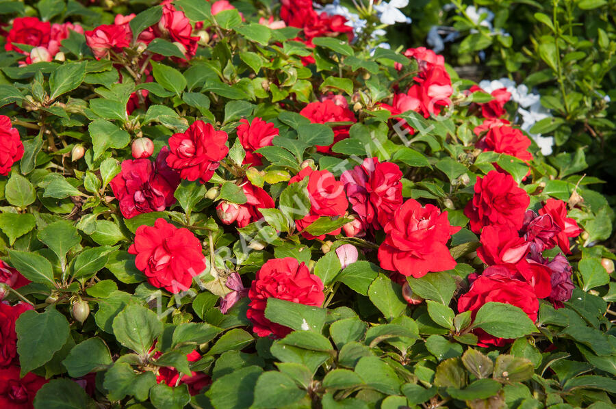 Netýkavka turecká 'Red Picotee' - Impatiens walleriana 'Red Picotee'