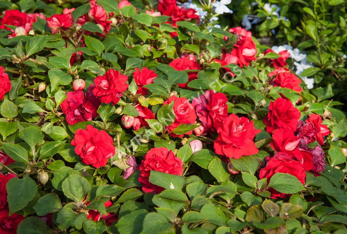 Netýkavka, balzamína turecká 'Red Picotee' - Impatiens walleriana 'Red Picotee'