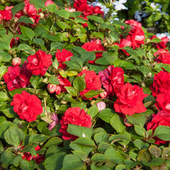 Netýkavka turecká 'Red Picotee' - Impatiens walleriana 'Red Picotee'