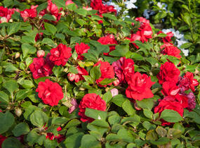 Netýkavka, balzamína turecká 'Red Picotee' - Impatiens walleriana 'Red Picotee'