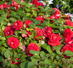 Netýkavka turecká 'Red Picotee' - Impatiens walleriana 'Red Picotee'