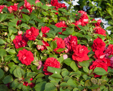 Netýkavka, balzamína turecká 'Red Picotee'