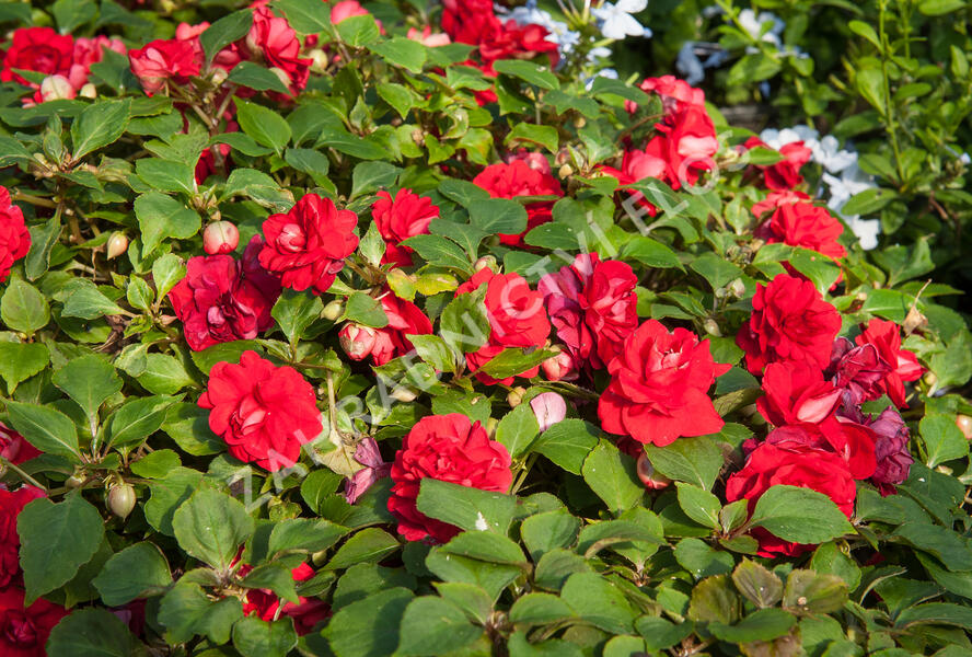 Netýkavka, balzamína turecká 'Red Picotee' - Impatiens walleriana 'Red Picotee'