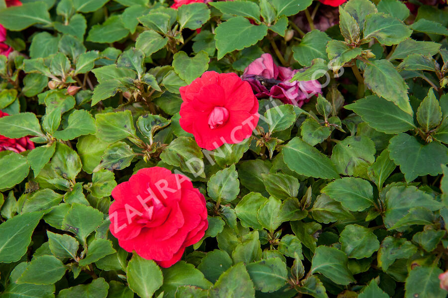 Netýkavka turecká 'Red Picotee' - Impatiens walleriana 'Red Picotee'