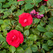 Netýkavka turecká 'Red Picotee' - Impatiens walleriana 'Red Picotee'