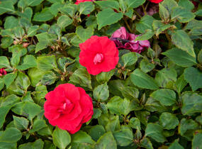 Netýkavka, balzamína turecká 'Red Picotee' - Impatiens walleriana 'Red Picotee'