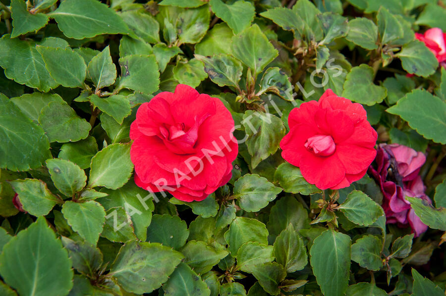 Netýkavka turecká 'Red Picotee' - Impatiens walleriana 'Red Picotee'