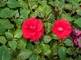 Netýkavka, balzamína turecká 'Red Picotee' - Impatiens walleriana 'Red Picotee'
