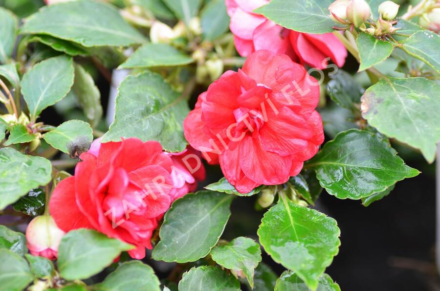 Netýkavka turecká 'Diadem Red' - Impatiens walleriana 'Diadem Red'