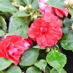 Netýkavka turecká 'Diadem Red' - Impatiens walleriana 'Diadem Red'