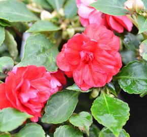 Netýkavka turecká 'Diadem Red' - Impatiens walleriana 'Diadem Red'