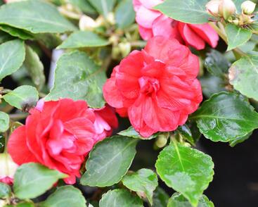 Netýkavka, balzamína turecká 'Diadem Red'