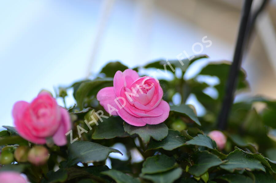 Netýkavka turecká 'Musica Princess Pink' - Impatiens walleriana 'Musica Princess Pink'