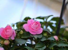 Netýkavka, balzamína turecká 'Musica Princess Pink' - Impatiens walleriana 'Musica Princess Pink'