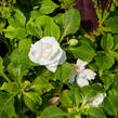 Netýkavka turecká 'Musica Pure White' - Impatiens walleriana 'Musica Pure White'