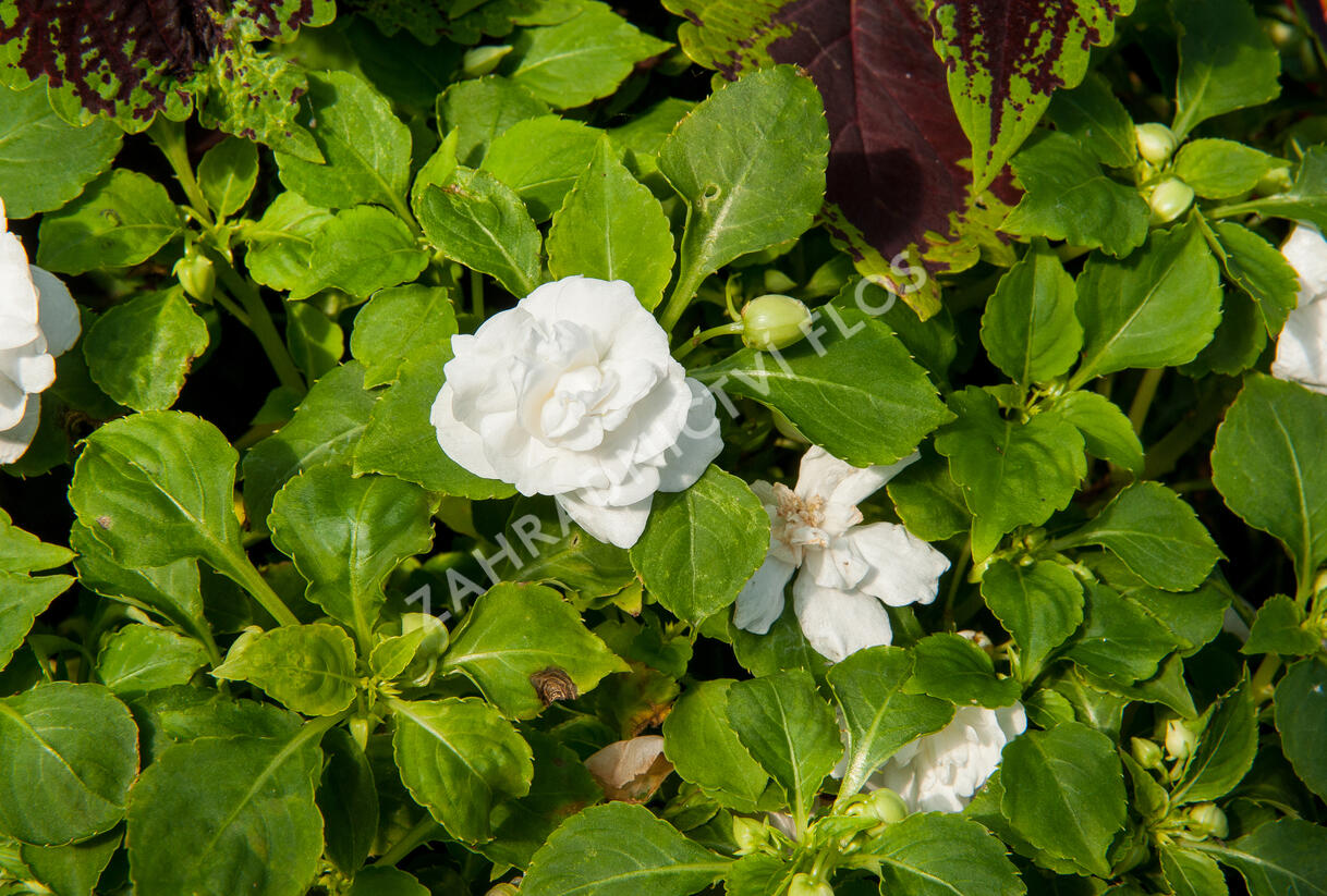 Netýkavka, balzamína turecká 'Musica Pure White' - Impatiens walleriana 'Musica Pure White'
