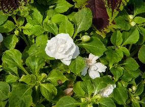 Netýkavka, balzamína turecká 'Musica Pure White' - Impatiens walleriana 'Musica Pure White'