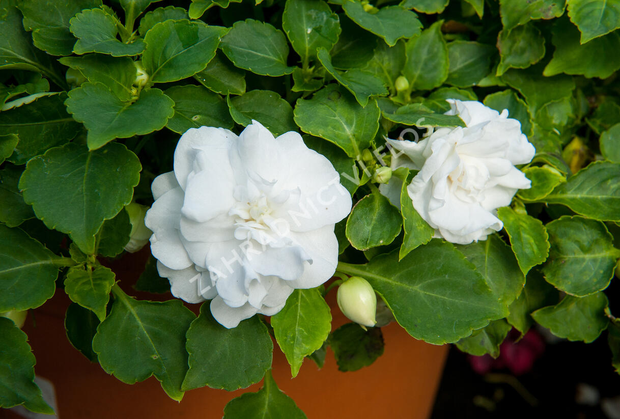 Netýkavka, balzamína turecká 'Musica Pure White' - Impatiens walleriana 'Musica Pure White'